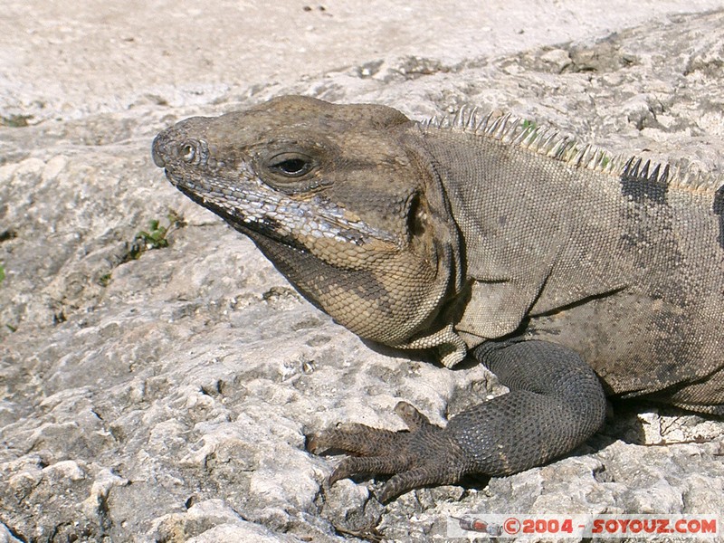Iguane
Mots-clés: animals Iguane