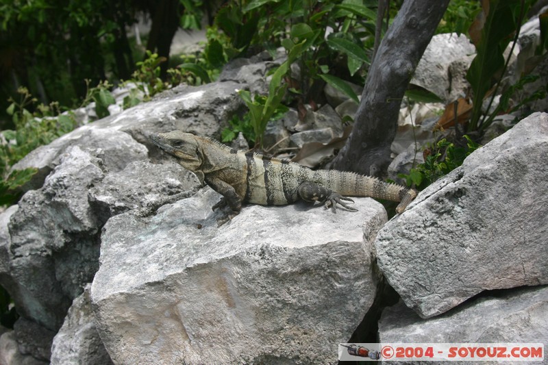 Plage de Tulum - Iguane
Mots-clés: animals Iguane