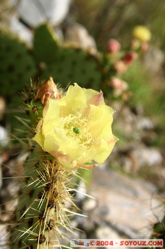 Real de Catorce - Pueblo fantasma
Mots-clés: fleur