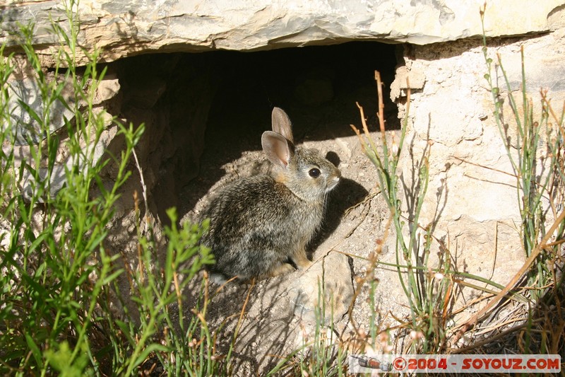 Real de Catorce - Pueblo fantasma - Lapin
Mots-clés: animals Lapin