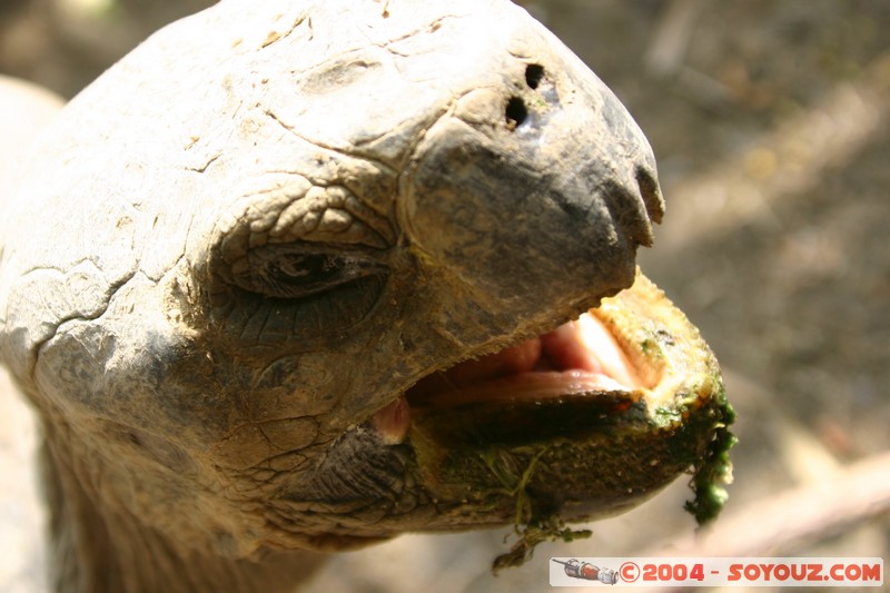 Tortuga Gigante de Galapagos
Mots-clés: Ecuador animals Tortue