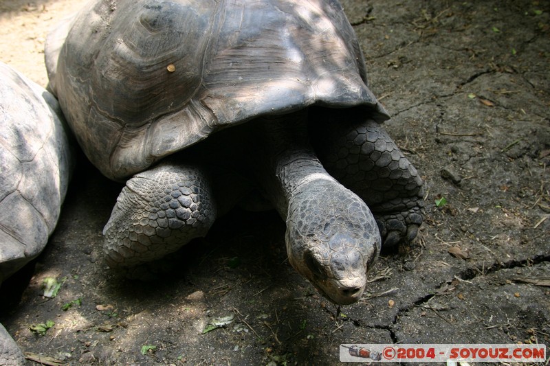 Tortuga Gigante de Galapagos
Mots-clés: Ecuador animals Tortue