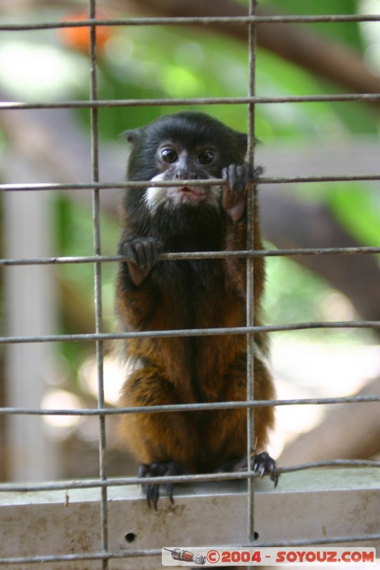 Chichico
Mots-clés: Ecuador animals singes