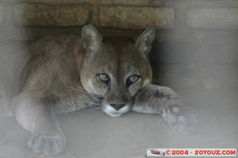 Puma
Mots-clés: Ecuador animals puma