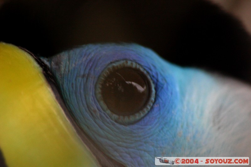 Tucan Goliblanco
Mots-clés: Ecuador animals oiseau Tucan Goliblanco
