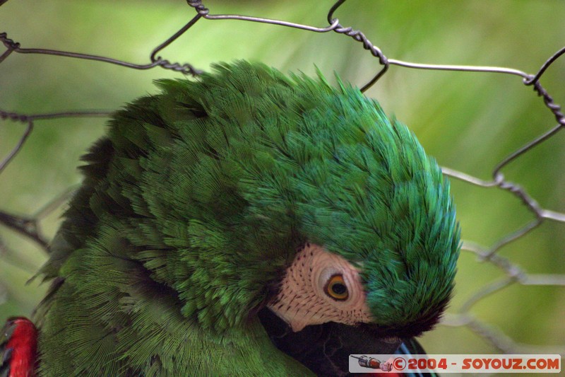 Guacamayo Enano
Mots-clés: Ecuador animals oiseau perroquet