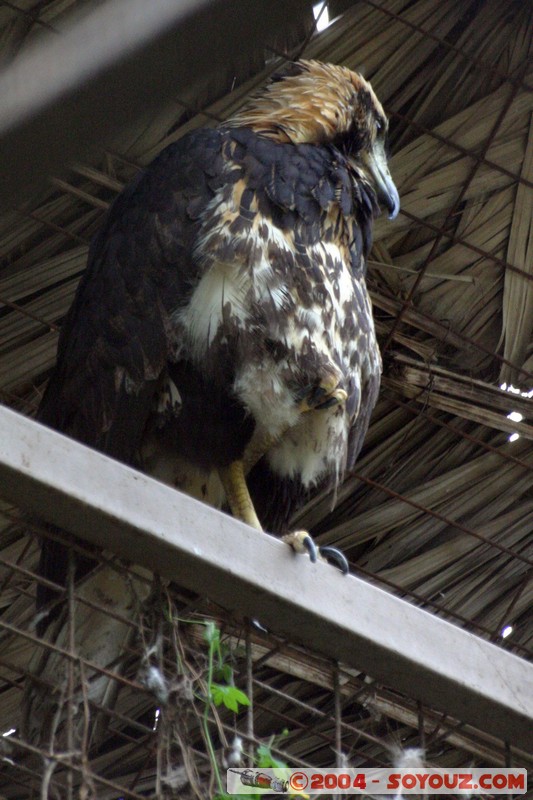 Aguila pechinegra
Mots-clés: Ecuador animals oiseau Aigle