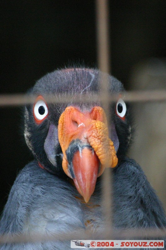 Buitre Real
Mots-clés: Ecuador animals oiseau Buitre Real