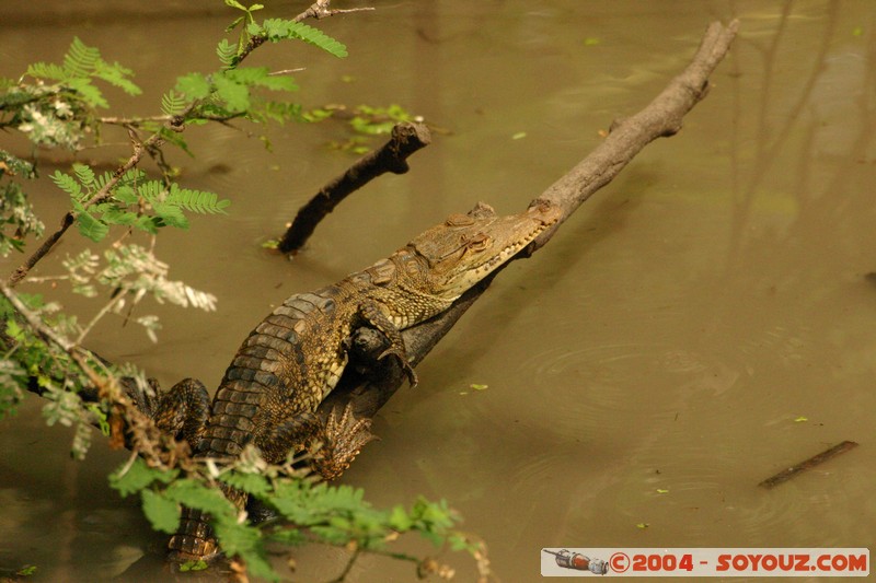 Caiman Enano
Mots-clés: Ecuador animals crocodile