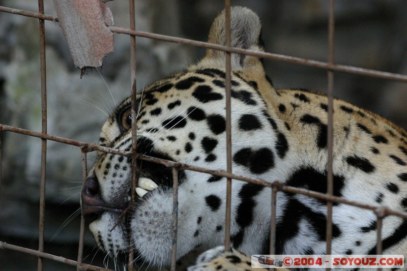 Jaguar
Mots-clés: Ecuador animals Jaguar