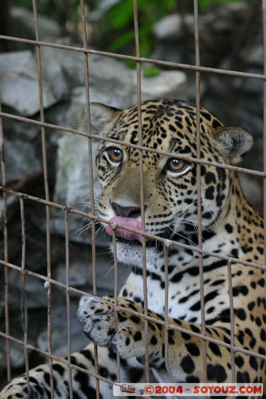 Jaguar
Mots-clés: Ecuador animals Jaguar