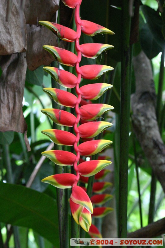 Orchidee
Mots-clés: Ecuador fleur