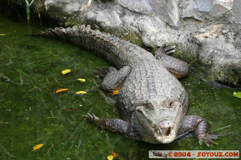 Caiman de Anteojos
Mots-clés: Ecuador animals crocodile
