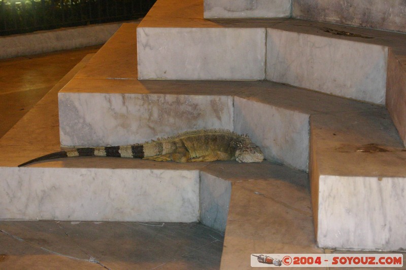 Guayaquil - Parque Bolivar - Iguanas
Mots-clés: Ecuador Nuit animals Iguane