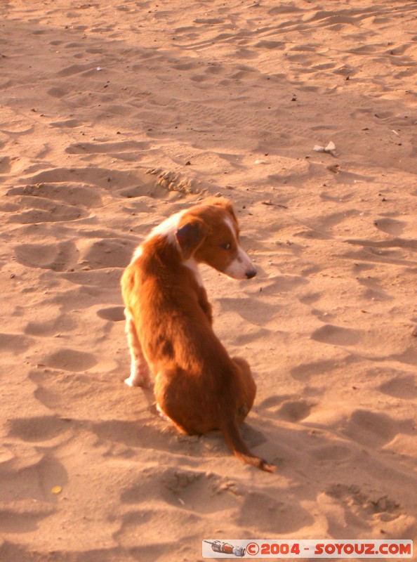 Puerto Lopez - Chien
Mots-clés: Ecuador sunset animals chien plage