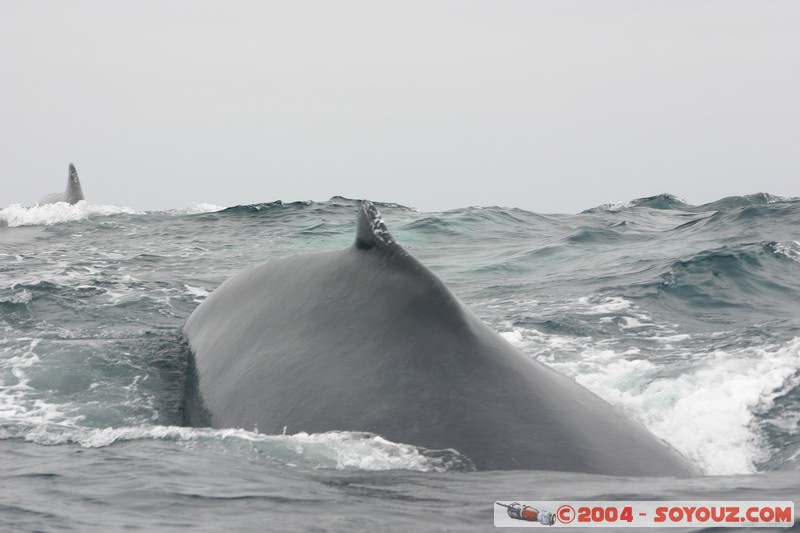 Parque Nacional Machalilla - Baleine de Humpback
Mots-clés: Ecuador animals Baleine Baleine de Humpback