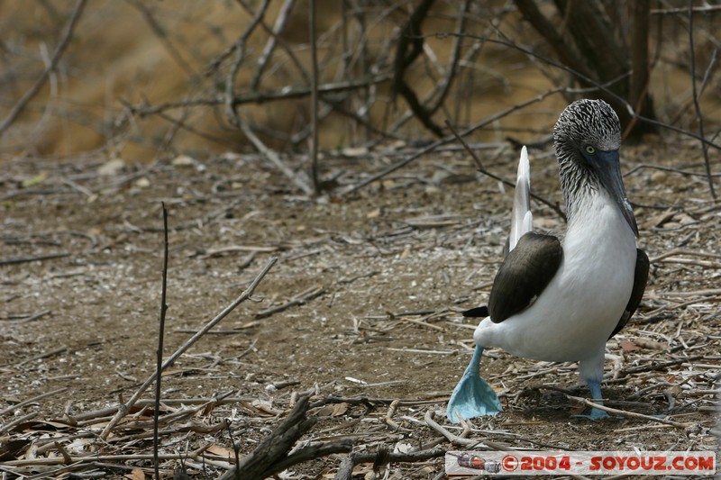 Isla de La Plata - Piquero Camanay (Fou a pieds bleus)
Mots-clés: Ecuador animals oiseau Piquero Camanay