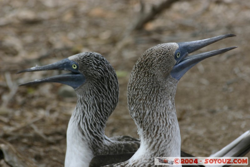Isla de La Plata - Piquero Camanay (Fou a pieds bleus)
Mots-clés: Ecuador animals oiseau Piquero Camanay