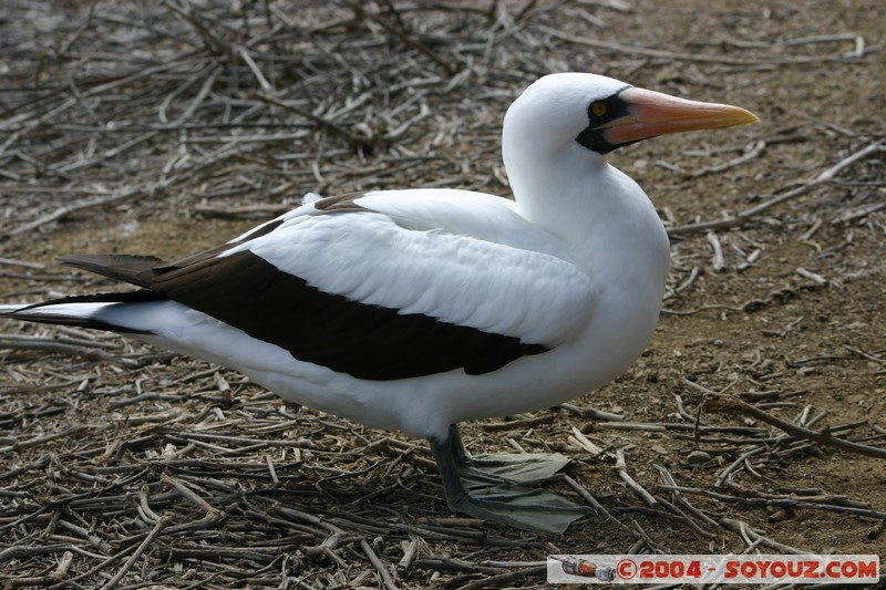 Isla de La Plata - Piquero de nazca (Fou masque)
Mots-clés: Ecuador oiseau Piquero de nazca