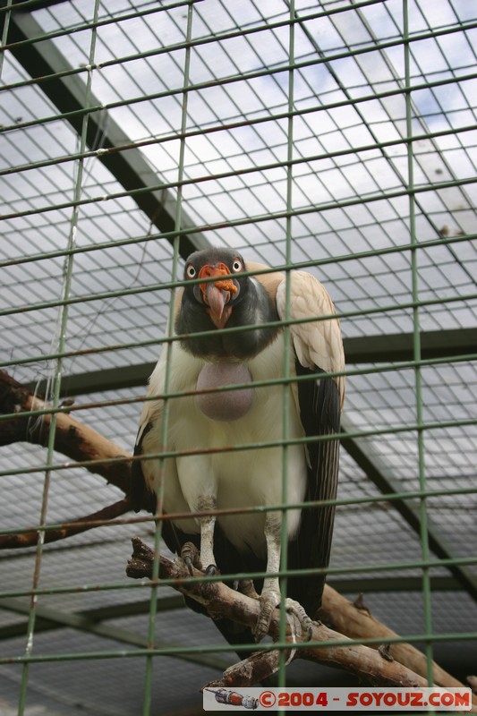 Cuenca - Pumapungo - Buitre Real
Mots-clés: Ecuador Buitre Real animals oiseau