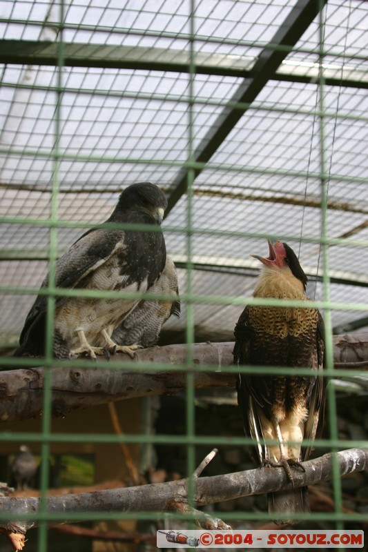 Cuenca - Pumapungo
Mots-clés: Ecuador animals oiseau Aguila pechinegra