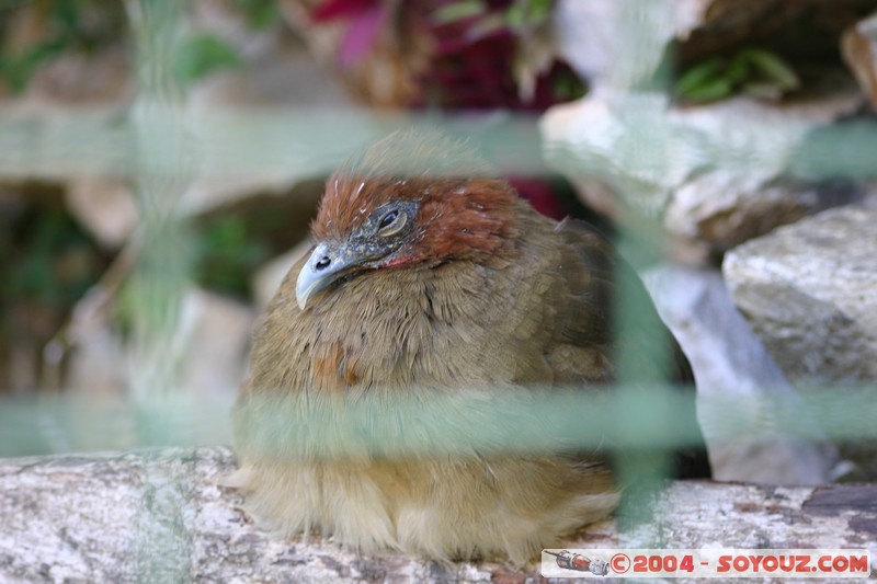 Cuenca - Pumapungo
Mots-clés: Ecuador animals oiseau