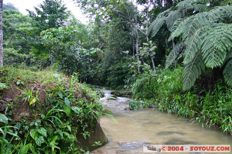 Jungle Trek
Mots-clés: Ecuador Riviere