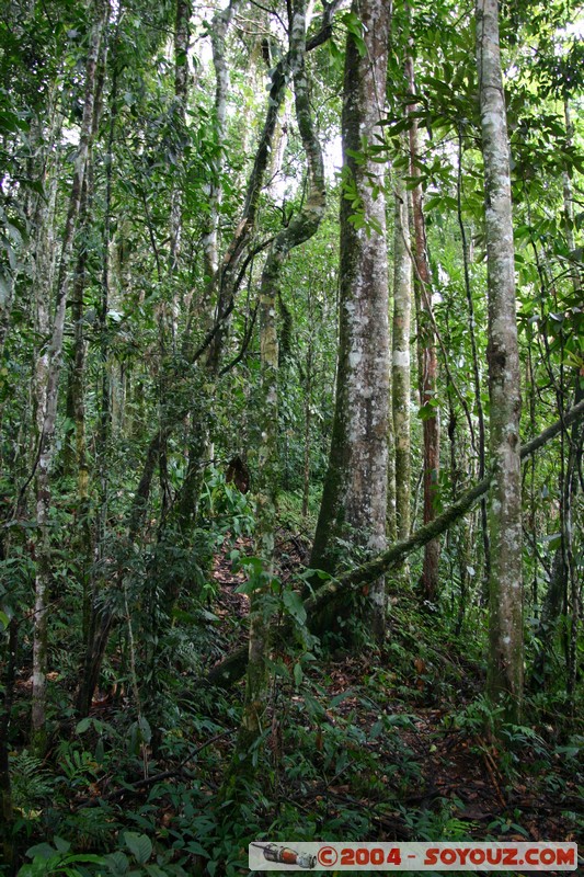 Jungle Trek
Mots-clés: Ecuador Arbres
