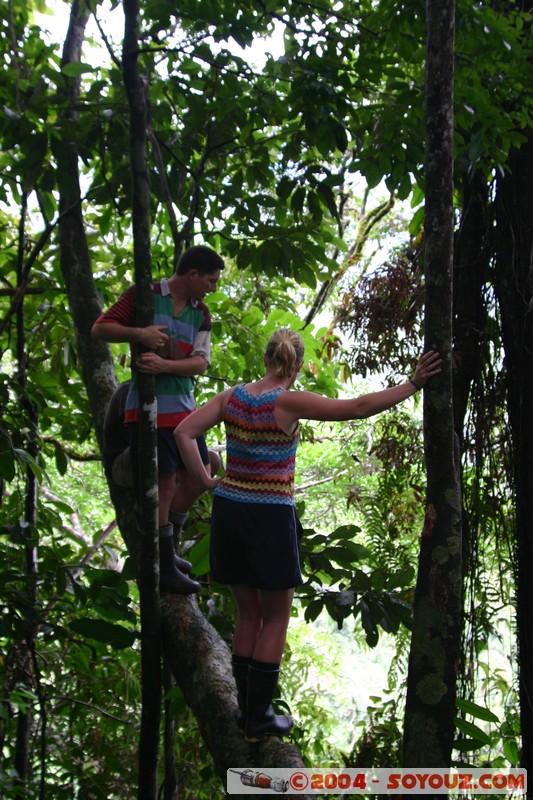 Jungle Trek
Mots-clés: Ecuador Arbres