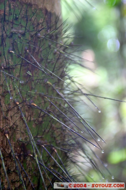Jungle Trek
Mots-clés: Ecuador Arbres plante