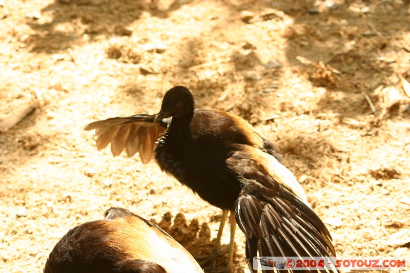 Fundacion Jatun Sacha - Trompetero
Mots-clés: Ecuador Riviere animals oiseau Trompetero