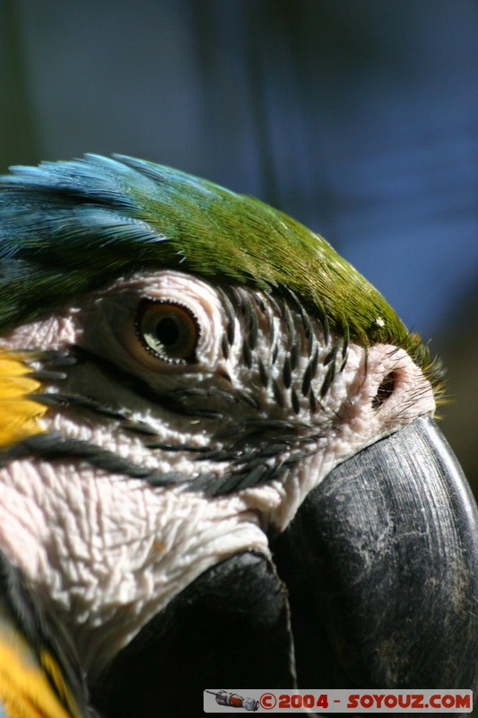 Fundacion Jatun Sacha - Loro Cabeciazul
Mots-clés: Ecuador Riviere animals perroquet Loro Cabeciazul oiseau