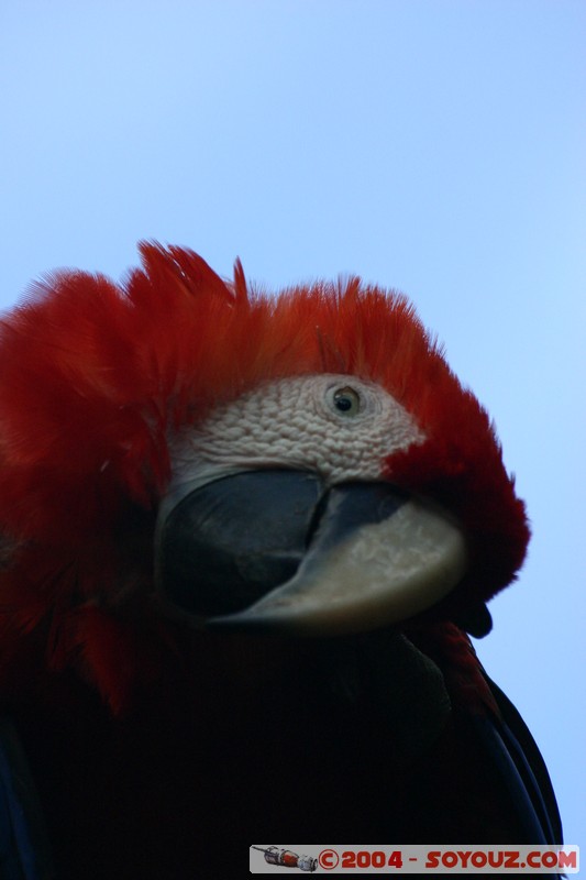 Tena - Parque Amazonico - Papagayo Escarlata
Mots-clés: Ecuador animals oiseau Papagayo Escarlata perroquet