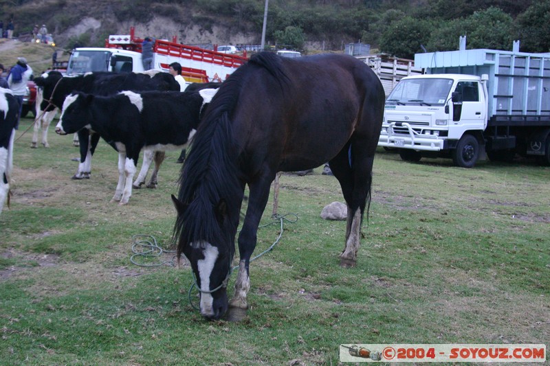 Otavalo - Marche aux bestiaux
Mots-clés: Ecuador Marche animals cheval vaches