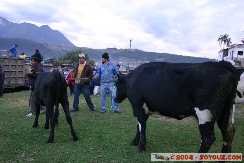 Otavalo - Marche aux bestiaux
Mots-clés: Ecuador Marche animals vaches
