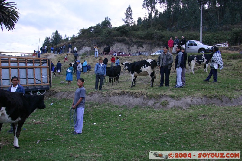 Otavalo - Marche aux bestiaux
Mots-clés: Ecuador Marche animals vaches personnes