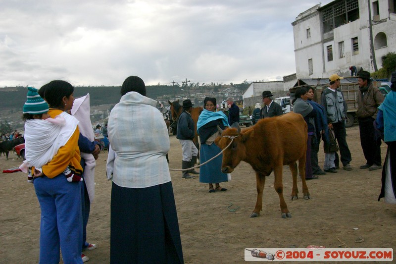 Otavalo - Marche aux bestiaux
