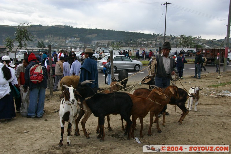 Otavalo - Marche aux bestiaux
Mots-clés: Ecuador Marche animals chevre personnes
