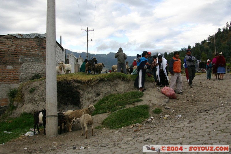 Otavalo - Marche aux bestiaux
Mots-clés: Ecuador Marche Mouton animals