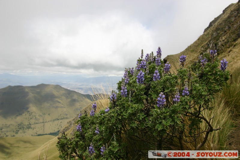 Lagunas de Mojanda - fleurs locales
Mots-clés: Ecuador fleur