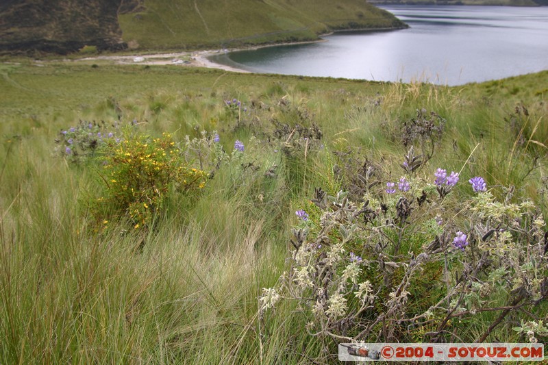 Lagunas de Mojanda - fleurs locales
Mots-clés: Ecuador fleur Lac