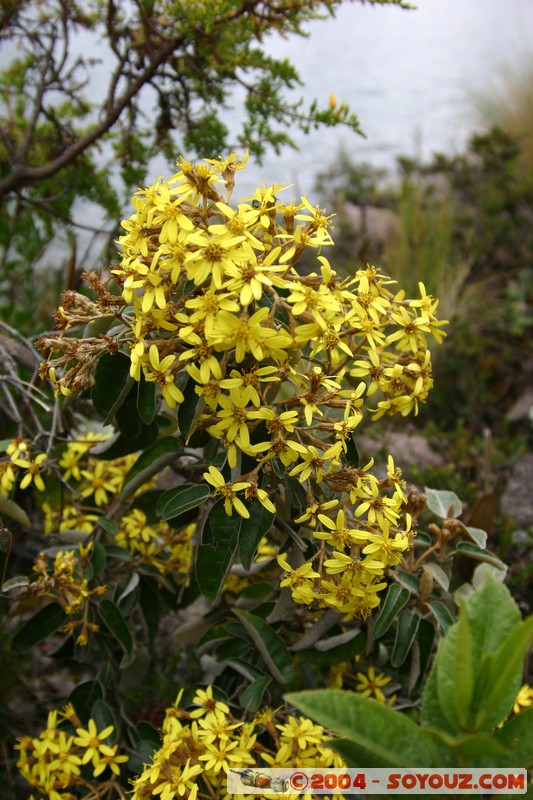 Lagunas de Mojanda - fleurs locales
Mots-clés: Ecuador fleur