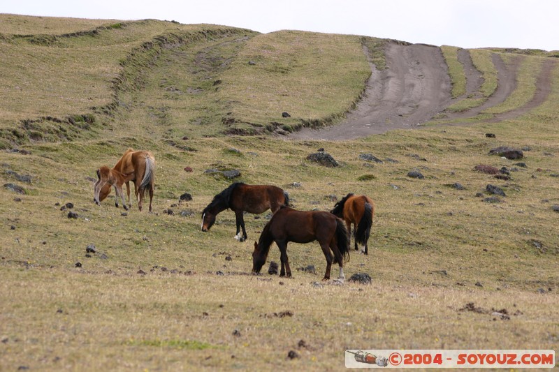 Cotopaxi - Chevaux
Mots-clés: Ecuador volcan animals cheval
