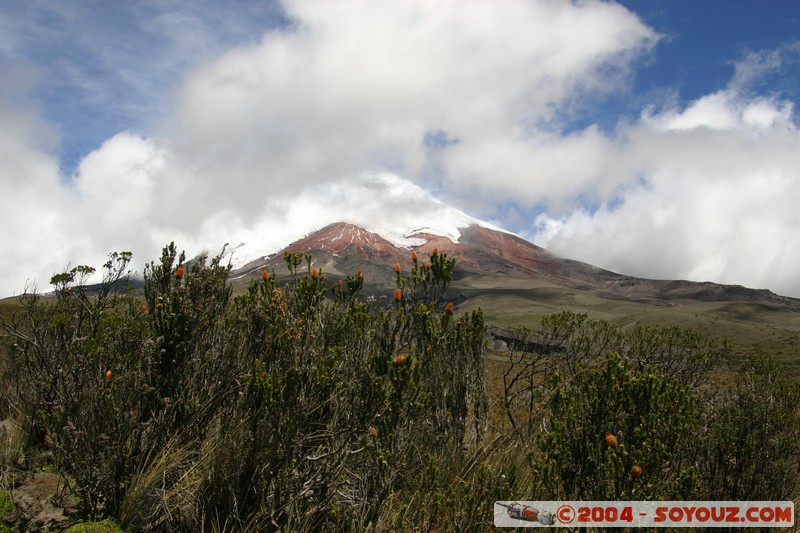 Cotopaxi
Mots-clés: Ecuador volcan fleur