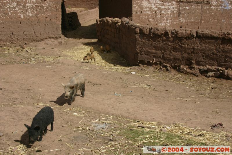 Taray
Mots-clés: peru Valle Sagrado de los Incas animals cochon