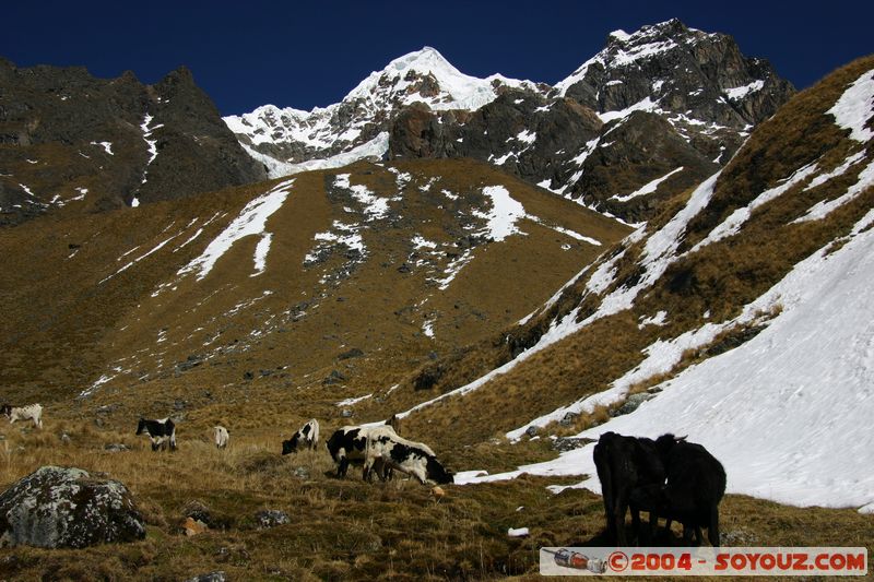 Camino Inca - Paso de Humantay
Mots-clés: peru Camino Inca Alternativo Montagne Neige animals vaches