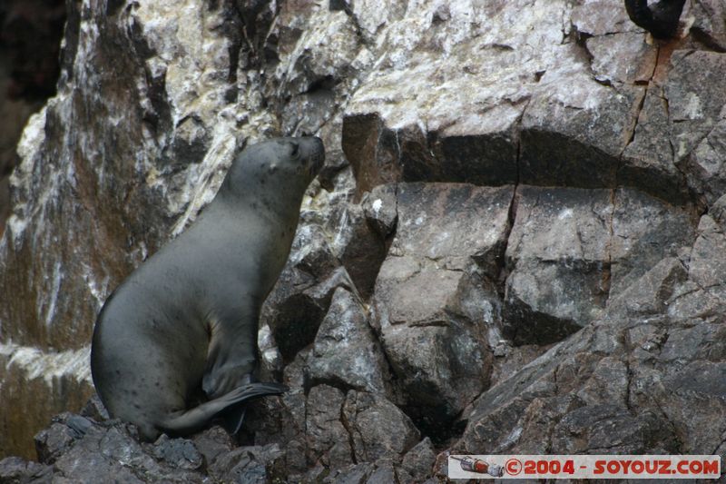 Islas Ballestas - Otaries
Mots-clés: peru animals otarie
