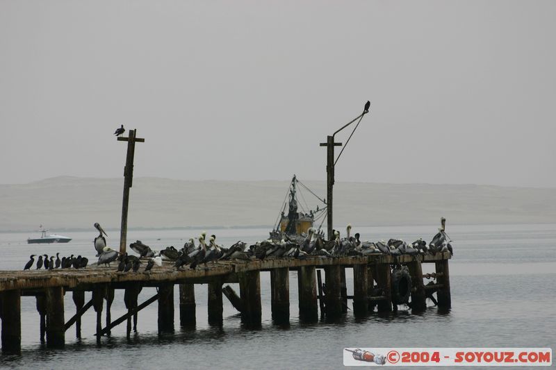 Puerto de Paracas
Mots-clés: peru animals oiseau pelican