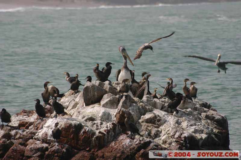 Peninsula de Paracas - Oiseaux
Mots-clés: peru oiseau animals pelican