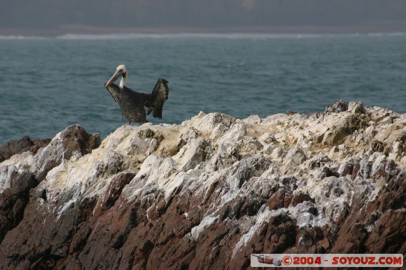 Peninsula de Paracas - Pelican
Mots-clés: peru oiseau animals pelican
